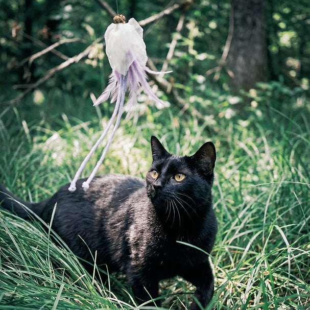 Momoland Natural Feather Cat Teaser / Interactive Cat Toy