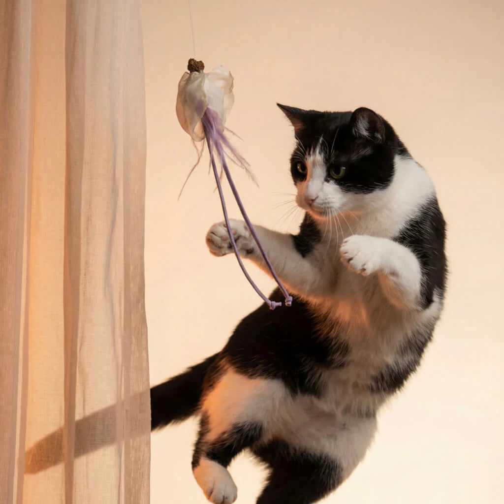 Momoland Natural Feather Cat Teaser / Interactive Cat Toy